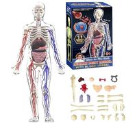 Modello Di Struttura Del Corpo Umano Trasparente, Anatomia, Figura 3D, Kit Anatomico, Organi Rimovibili, Ossa E Modello Di Organo Del Torso Umano Assemblato Fai(Full Organ Set)