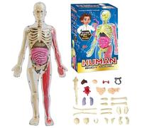 Modello Di Struttura Del Corpo Umano Trasparente, Anatomia, Figura 3D, Kit Anatomico, Organi Rimovibili, Ossa E Modello Di Organo Del Torso Umano Assemblato Fai(Glow-in-the-dark Model)