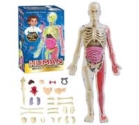 Modello Di Struttura Del Corpo Umano Trasparente, Kit Anatomico 3D Con Organi Rimovibili, Ossa E Modello Di Organo Del Torso Umano Assemblato Fai Da Te Trasparente(Glow-in-the-dark Model)