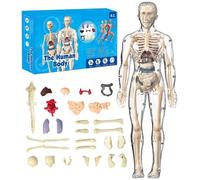 Modello Di Struttura Del Corpo Umano Trasparente, Kit Anatomico 3D Con Organi Rimovibili, Ossa E Modello Di Organo Del Torso Umano Assemblato Fai Da Te Trasparente(Transparent Model)