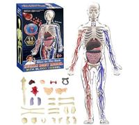 Modello Di Struttura Del Corpo Umano Trasparente, Kit Anatomico 3D Con Organi Rimovibili, Ossa E Modello Di Organo Del Torso Umano Assemblato Fai Da Te Trasparente(Full Organ Set)