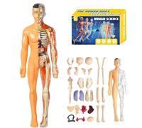 Modello di struttura del corpo umano trasparente, kit anatomico 3D da 29 pezzi con organi e ossa rimovibili, modello di organo del busto umano assemblato fai da te per l'apprendimento dell'anatomia