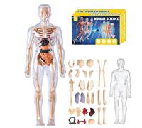 Modello di struttura del corpo umano trasparente, kit di anatomia 3D da 29 pezzi con organi e ossa rimovibili, modello di organo del busto umano assemblato fai da te per l'apprendimento dell'anatomia
