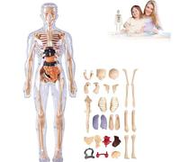 Modello di struttura del corpo umano trasparente, kit di anatomia 3D da 29 pezzi con organi e ossa rimovibili, modello anatomico del busto umano assemblato fai da te per studenti e insegnanti