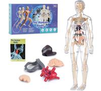 Modello di struttura del corpo umano trasparente, kit di anatomia 3D da 29 pezzi, figura di organo del busto umano assemblato fai da te, modelli di assemblaggio di ossa di organi rimovibili, ausili