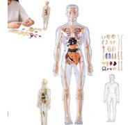 Modello di struttura del corpo umano trasparente, kit di figura anatomia 3D 29 pezzi, modello di organi del torso umano assemblato fai -da -te, modello di assemblaggio degli organi rimovibili,A Pcs