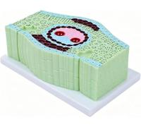 Modello di struttura fogliare, modello con visualizzazione della pianta | Strumento portatile for l'insegnamento della biologia delle scuole medie, modelli di piante for l'apprendimento in classe