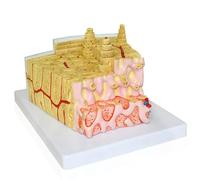Modello di struttura ossea in plastica PVC, modello anatomico professionale del midollo osseo con base for uso dimostrativo medico