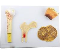 Modello di struttura ossea Osso compatto spugnoso Anatomia umana Modello strutturale dell'osso Osso spugnoso Sistema osseo denso e femorale Risorse didattiche e di laboratorio