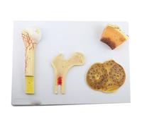 Modello di struttura ossea Osso compatto spugnoso Anatomia umana Modello strutturale dell'osso Osso spugnoso Sistema osseo denso e femorale Risorse didattiche e di laboratorio