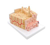 Modello di struttura ossea per l'insegnamento ortopedico e la microanatomia | Modello anatomico della struttura ossea per l'educazione ortopedica e gli studi di microanatomia in aule e cliniche