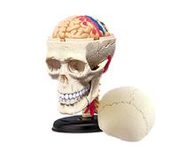 Modello di Studio 4D Cranio Modello di Anatomia Umana Replica Cranio Osso Cervello Organi Modello Giocattoli Educativi Modello di Organi Anatomici per Gli Studi