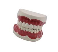 Modello di studio dentale standard Modello di simulazione per adulti Modello di visualizzazione Denti Modello di struttura dei denti per studenti Educazione di apprendimento