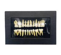 Modello di studio for l'insegnamento dei denti dimostrativi 1:1 dentale | Modello dei denti delle radici Modello permanente a due colori Denti da latte Anatomia dentale Comprensione