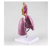 Modello Di Studio Modello Del Respiratorio Umano Organo Umano Modello Di Anatomia Anatomica Struttura Umana Polmonare Modello Didattico (14 X 12 X 26 Cm)