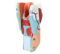 Modello Di Studio, Modello Di Gola Anatomia Della Gola Umana, Modello Anatomia Laryngeal 2x Larynx Modello Anatomico Gola Ingrandita