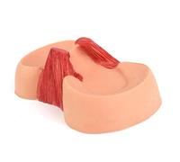 Modello di sutura del menisco del ginocchio, modello medico anatomico for la riparazione del menisco, modello di scheletro umano for la formazione pre-operatoria sull'articolazione del