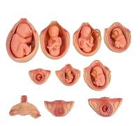 Modello di sviluppo embrionale fetale, modello di sviluppo embrionale in gravidanza anatomico medico, materiale didattico per lo studio della formazione medica, per lo studio della formazione