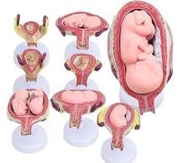 Modello di sviluppo embrionale umano, modello anatomico della gravidanza da 8 pezzi, con opzione gemellare, 7 fasi, anatomia della gravidanza del feto, for la visualizzazione didattica dell'utero