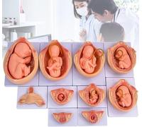 Modello di Sviluppo fetale di 9 Mesi, Modello di Sviluppo embrionale in Gravidanza da 10 Pezzi/Set, Dimensioni 1:1, Display segmentato, per Studio di Formazione Medica