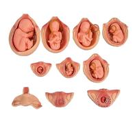Modello di sviluppo fetale in 10 pezzi, modello anatomico medico di sviluppo embrionale in gravidanza, a grandezza naturale 1:1, modelli del ciclo di crescita fetale, per materiale didattico