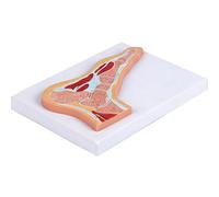 Modello Di Taglio Anatomico Dell'articolazione Della Caviglia In PVC Realistico Modello Anatomico Per La Formazione Anatomica Clinica