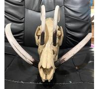 Modello di teschio di animale, replica di teschio di Babirusa, esemplare di denti di scheletro in resina a grandezza naturale 1: 1, for insegnamento medico, collezione d'arte, mostra di