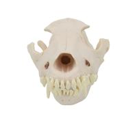 Modello di teschio di cane realistico anatomico scheletro strumento didattico veterinario per addestramento e visualizzazione del cranio