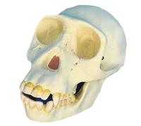 Modello di Teschio di Scimpanzé in Grandezza Naturale 1:1, Replica Anatomica Dettagliata per Studio dell'Evoluzione e Insegnamento Medico