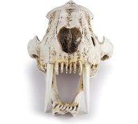 Modello di teschio di tigre dai denti a sciabola a grandezza naturale 1:1, esemplare di teschio di Smilodon, replica in resina di anatomia della testa di teschio di animale, l'insegnamento