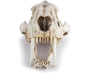 Modello di teschio di tigre dai denti a sciabola a grandezza naturale 1:1, esemplare di teschio di Smilodon, replica in resina di anatomia della testa di teschio di animale, l'insegnamento