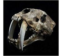 Modello Di Teschio Di Tigre Dai Denti A Sciabola Smilodon - Modello Di Testa Di Teschio Animale A Grandezza Naturale 1: 1 - Replica Realistica Di Tigre Dai Denti A Sciabola Smilodon - Per L'Insegnam