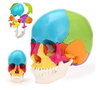 Modello di teschio umano - 22 pezzi replica anatomica studio per studenti | Modello anatomico del cranio umano, riproduzione educativa per studenti di medicina e studi anatomici, 22 pezzi