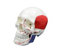Modello di teschio umano a grandezza naturale modello scheletro testa per studio rapporto medico numero codificato anatomia umana modalità cranio anatomia educazione