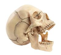 Modello di Teschio Umano anormabile Cranio anatomico in 15 Parti Modello Medico Strumento didattico modellazione del CRA