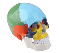 Modello di teschio umano in plastica con design staccabile magneticamente, ganascia caricata a molla, sistema di identificazione codificato a colori e scheda di riferimento per studio anatomico