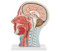 Modello di testa anatomica Aramox, testa a grandezza naturale Cervello collo Sezione mediana Modello di studio Strumento didattico medico anatomico