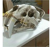 Modello di testa di replica del teschio di tigre dai denti a sciabola in resina - Modello di statua di teschio di animale - Decorazione della personalità artigianale in resina