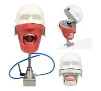 Modello di Testa Fantasma Dentale Simulatore Dentale Con Supporto Da Banco, Simulatore Manichino Phantom Head Per Dentista Education Practical Training Tool, Facile Da Rimuovere E Installare