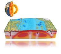Modello di tettonica a placche geologiche, strumento di apprendimento della struttura crostale 3D per dimostrazione geografica nelle scuole superiori e medie