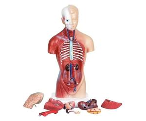Modello Di Torso Anatomia Umana 4D - Scheletro Educativo In 15 Pezzi | Modello anatomico 4D interattivo for conoscere gli organi umani.