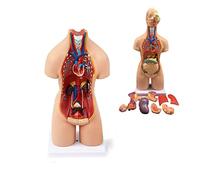 Modello di Torso del Corpo Umano 55 cm Modello anatomico Unisex 19 organi Rimovibili Modello del Corpo Umano Torso Modello anatomico per Modelli didattici Medici per la Classe