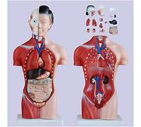 Modello di Torso del Corpo Umano - Modello Anatomico Medico del Umano - Modello Didattico di Torso Anatomico Femminile - per Modello Medico di Studio