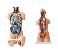 Modello di Torso di Anatomia Umana Modello di Torso sensibile da 85 cm 20 Parti Rimovibili Modello anatomico Resina ecol