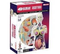 Modello di Torso di Gravidanza Trasparente 4D, Modello di Torso di Scheletro di Anatomia Umana, 41 Parti Rimovibili, per Display per l'istruzione prescolare e Scolastica