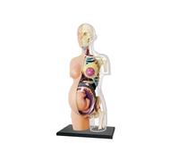 Modello di Torso di Gravidanza Trasparente, Strumento didattico di Anatomia Umana Staccabile, Modelli di Scheletro di Anatomia di Donna Incinta da 8", con 41 Parti Rimovibili, for la