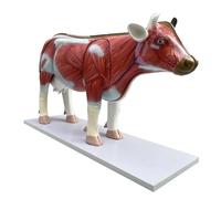 Modello di Torso di Mucca - Modello di Anatomia Dell'organo di Mucca - Replica A Grandezza Naturale di Anatomia Medica Strumenti Dimostrativi in Aula di Scienze Rimovibili Anatomici,Flesh,86