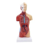 Modello di torso e scheletro del cuore umano, mini modello anatomico da 26 cm con 15 parti rimovibili, insegnamento medico portatile Umana Modello