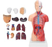 Modello di Torso Umano 28 cm, Modello di Torso Umano da 11 Pollici Modello di assemblaggio anatomico da educazione Inter