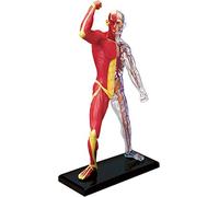 Modello di Torso Umano 4D Anatomia dello Scheletro Umano e dei Muscoli - Modello di 46 Pezzi - 19 cm - Scheletro + Elementi Staccabili + Base